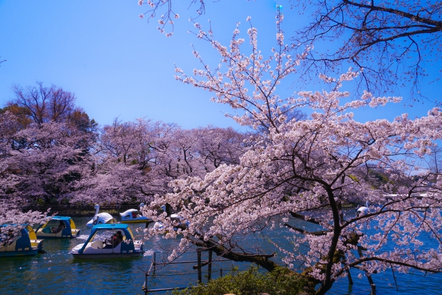 吉祥寺井の頭公園